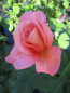 Preview: Edelrose Exotic